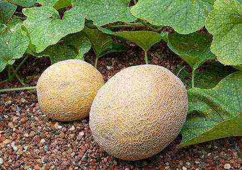 how to grow melons outdoors in the middle lane