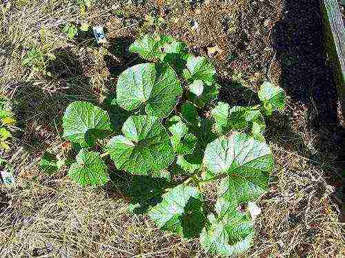 how to grow melons outdoors in the middle lane