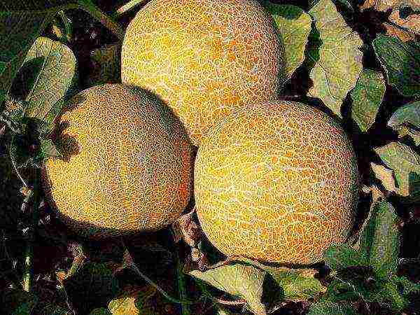 how to grow melons outdoors in the middle lane