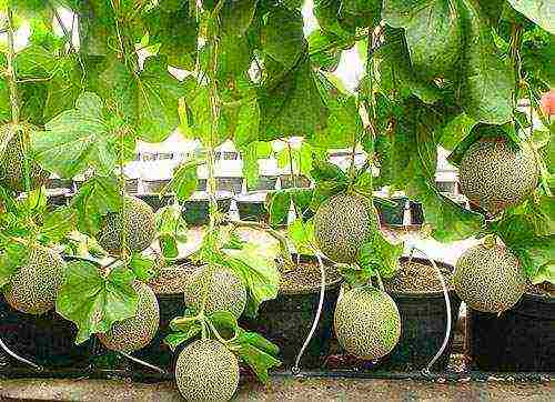 how to grow melons outdoors in the middle lane