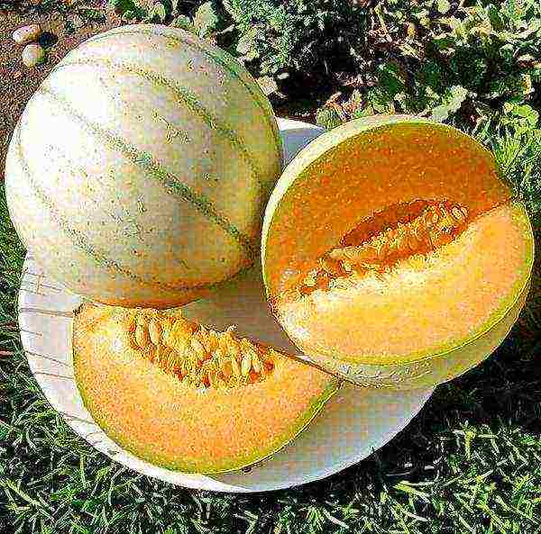 how to grow melons outdoors in the middle lane