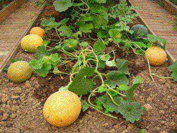 how to grow melons outdoors in the middle lane