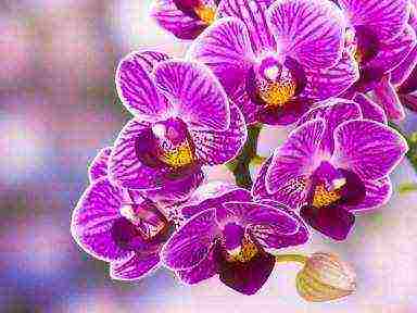 how to grow phalaenopsis at home from seeds