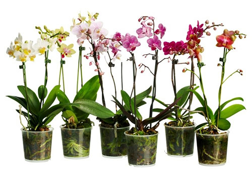 kung paano mapalago ang phalaenopsis sa bahay mula sa mga binhi