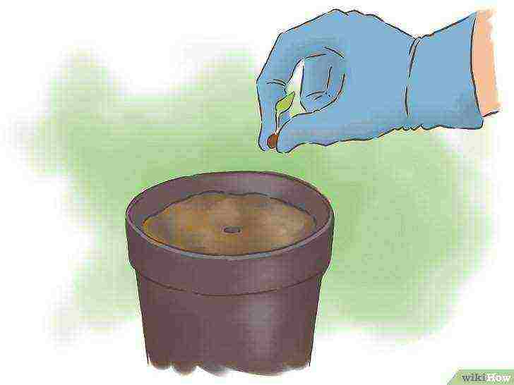 how to grow beans at home in a pot