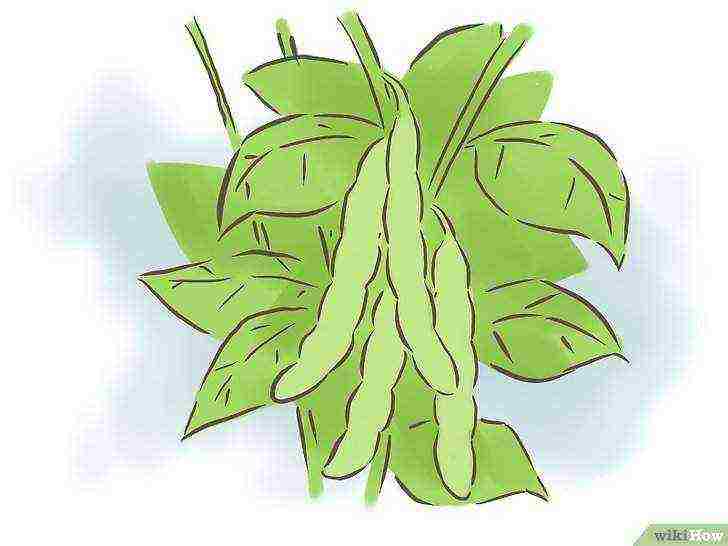 how to grow beans at home in a pot