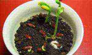 how to grow beans at home in a pot