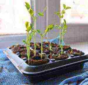 how to grow beans at home in a pot