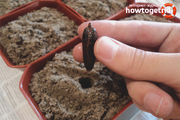 how to grow stone dates at home