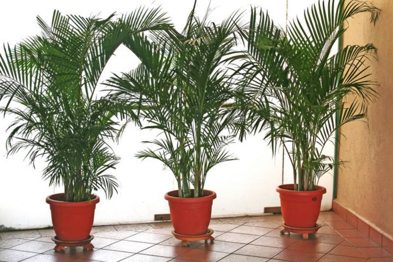 how to grow a date palm at home