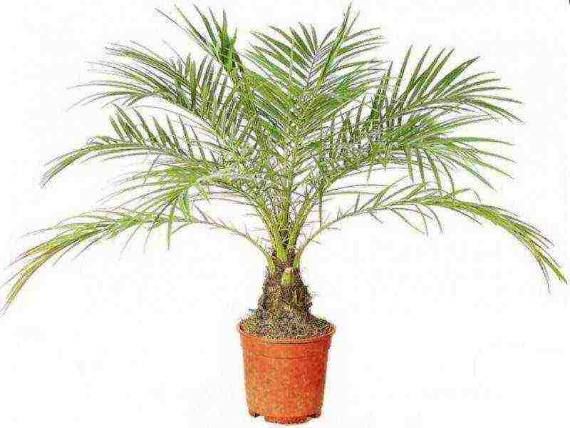 how to grow a date palm at home