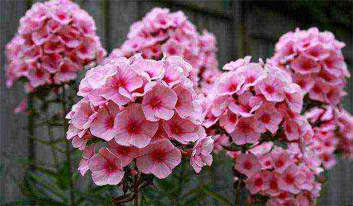 how to grow phlox from seeds at home