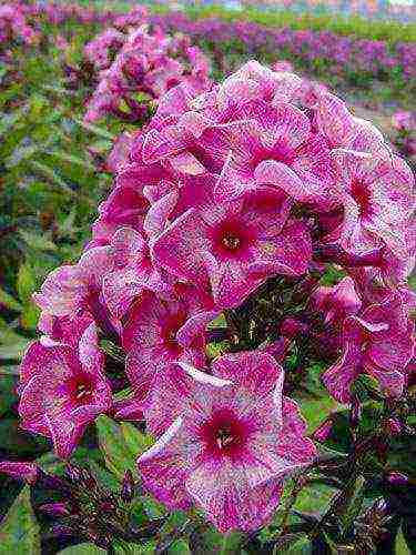 how to grow phlox from seeds at home