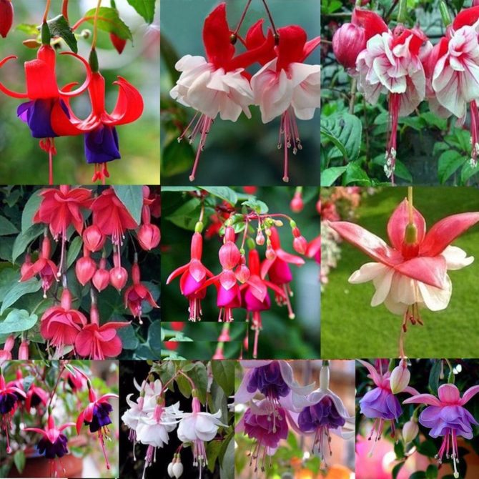 how to grow fuchsia from seeds at home