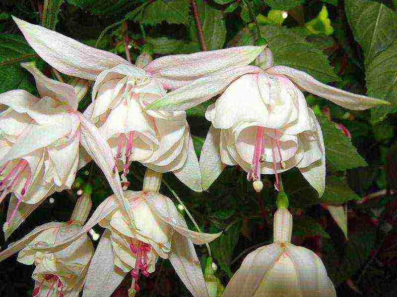 how to grow fuchsia from seeds at home