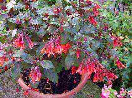 how to grow fuchsia from seeds at home