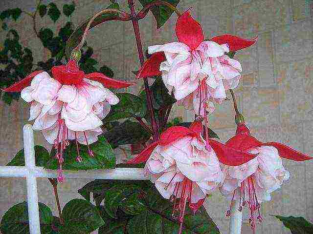 how to grow fuchsia from seeds at home