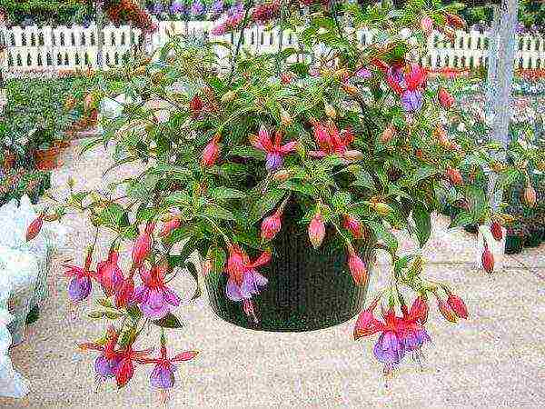 how to grow fuchsia from seeds at home