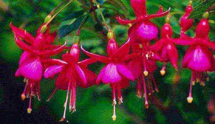 how to grow fuchsia from seeds at home