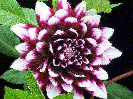 how to grow dahlias from seeds at home