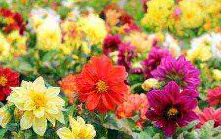 วิธีการปลูก dahlias จากเมล็ดที่บ้าน