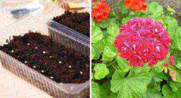 how to grow geraniums at home from seeds