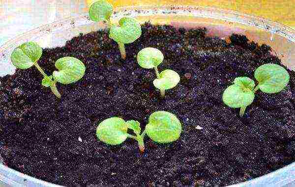 kung paano palaguin ang mga geranium sa bahay mula sa mga binhi