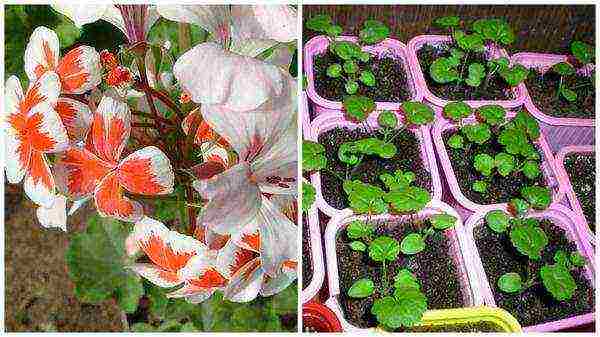 kung paano palaguin ang mga geranium sa bahay mula sa mga binhi