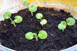 how to grow geraniums at home from seeds