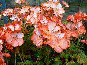 kung paano palaguin ang mga geranium sa bahay mula sa mga binhi