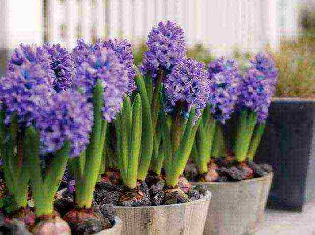 kung paano mapalago ang mga hyacinth sa bahay mula sa mga binhi