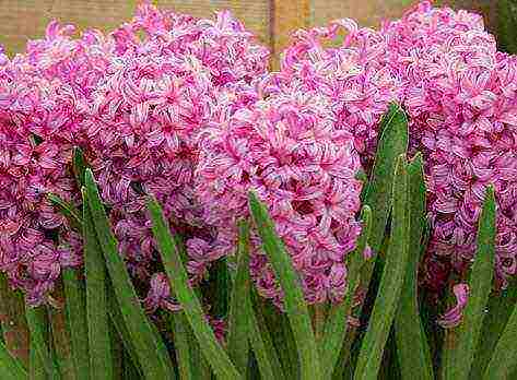 how to grow hyacinths at home from seeds