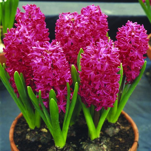 how to grow hyacinths at home from seeds