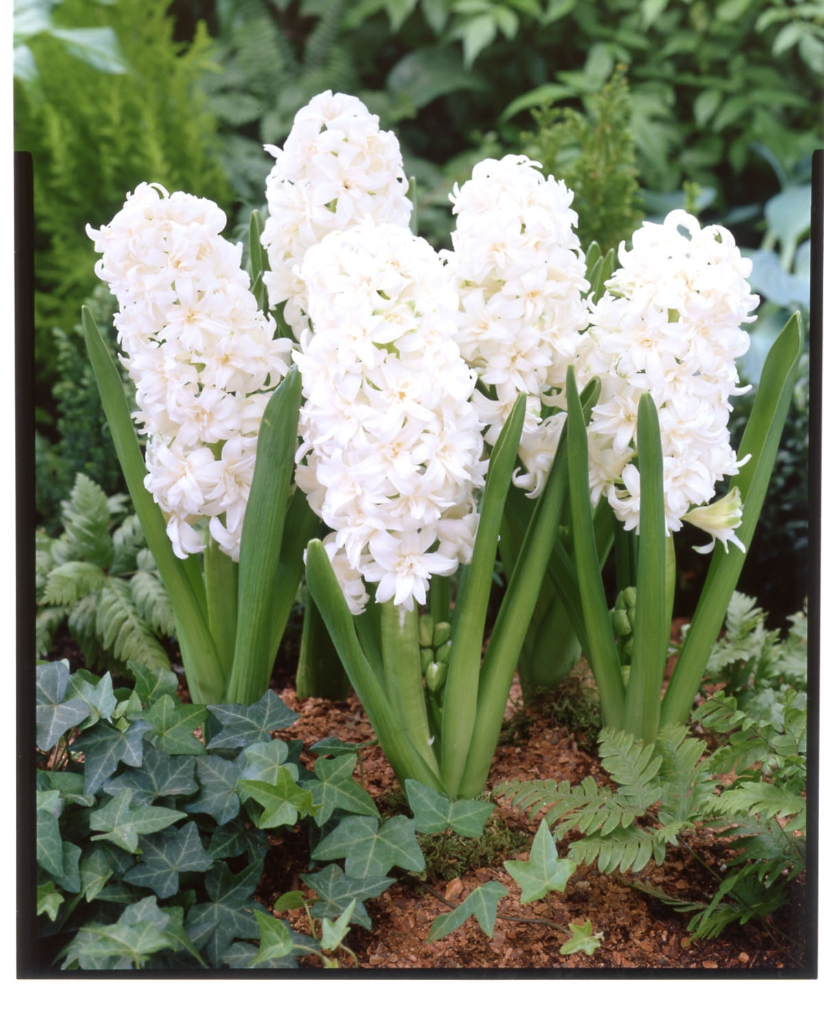 how to grow hyacinths at home from seeds