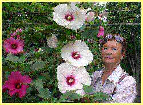 kung paano mapalago ang hibiscus mula sa mga binhi sa bahay