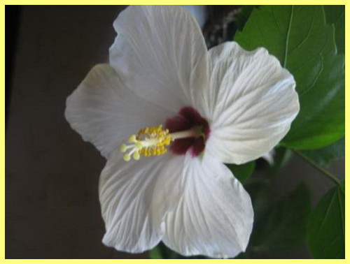 how to grow hibiscus from seeds at home