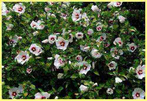 how to grow hibiscus from seeds at home