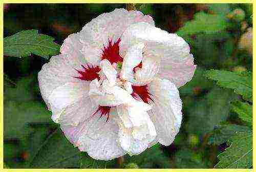 how to grow hibiscus from seeds at home