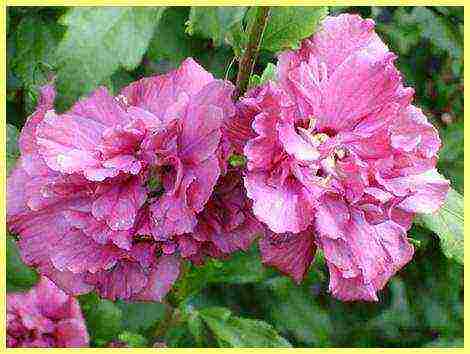 how to grow hibiscus from seeds at home