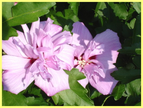 kung paano mapalago ang hibiscus mula sa mga binhi sa bahay