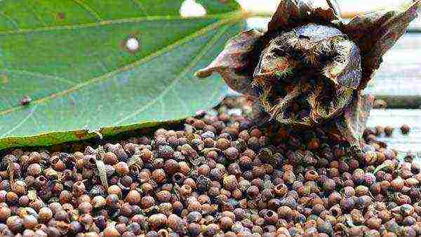 how to grow hibiscus from seeds at home