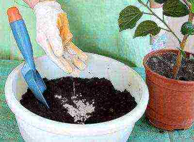 how to grow hibiscus from seeds at home