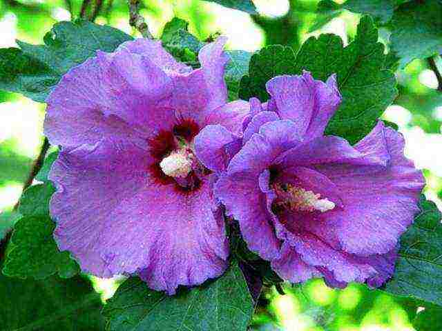 how to grow hibiscus from seeds at home