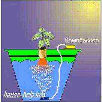 upute za uzgoj hidropona kod kuće