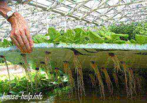 upute za uzgoj hidropona kod kuće