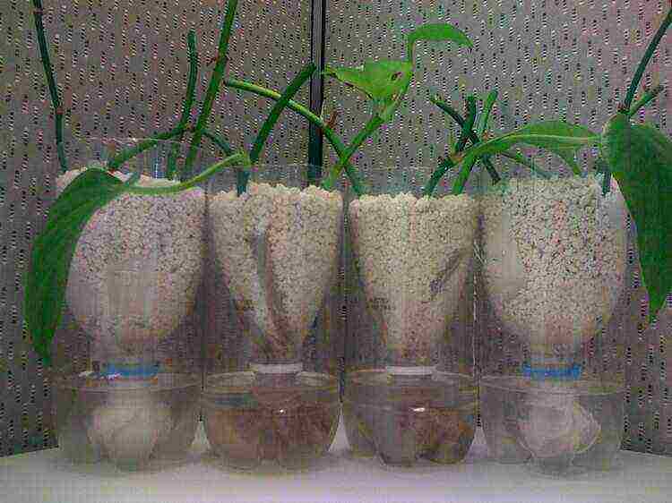 how to grow hydropon at home instructions