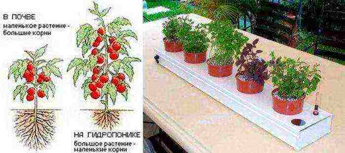 how to grow hydropon at home instructions