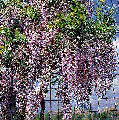 how to grow wisteria at home from seeds