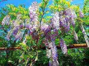 kung paano palaguin ang wisteria sa bahay mula sa mga binhi