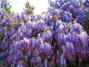 kung paano palaguin ang wisteria sa bahay mula sa mga binhi